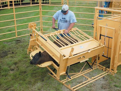 Calf tipping table | Agriville.com