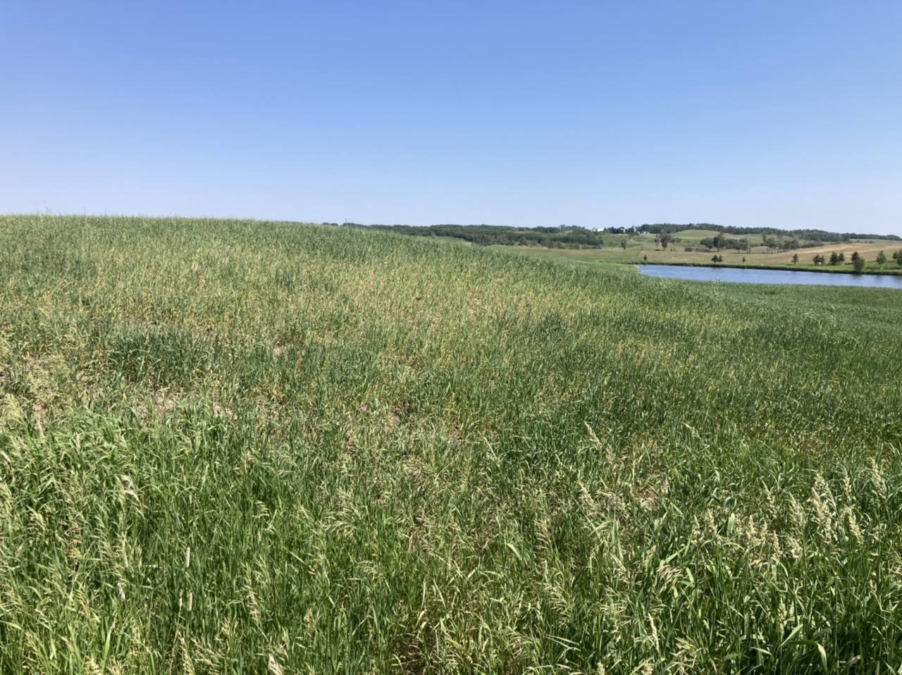 Drying grain with wheat straw? - Farming and Agriculture Discussion ...